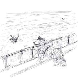 Whale Watching water dog