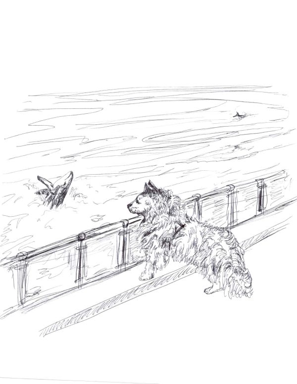 Whale Watching water dog