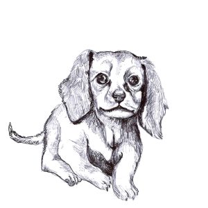 Dogs of Manayunk illustration 3