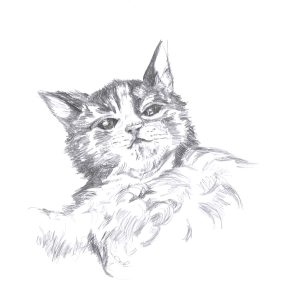Maine coon before noon