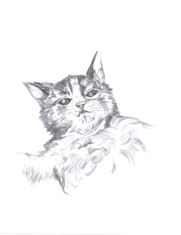 Maine coon before noon