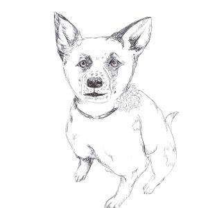 Stella
