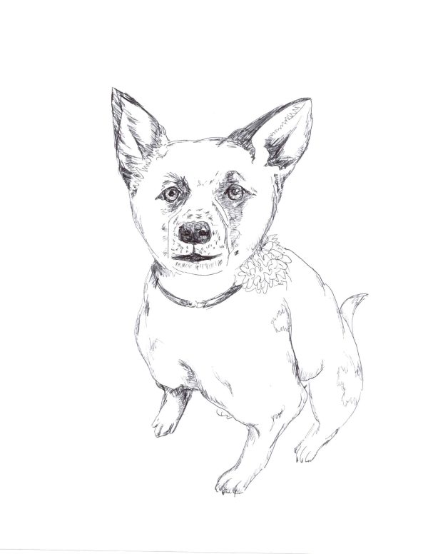 Stella