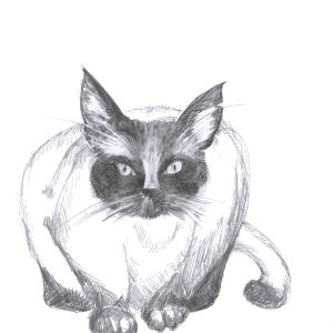 Siamese sitting