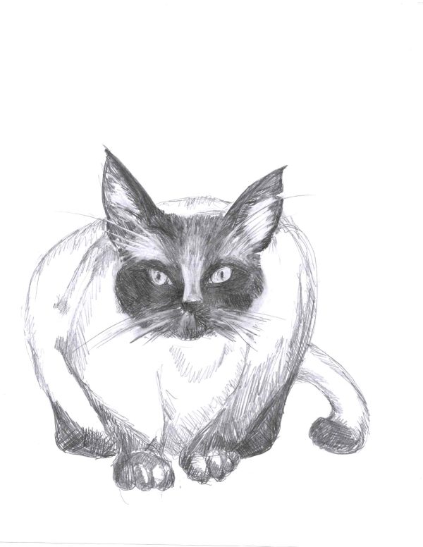 Siamese sitting