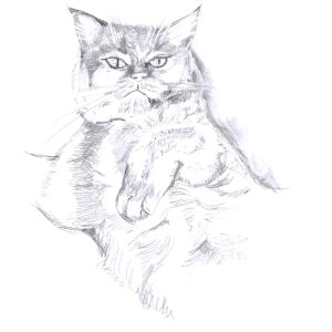 Ragdoll refuses