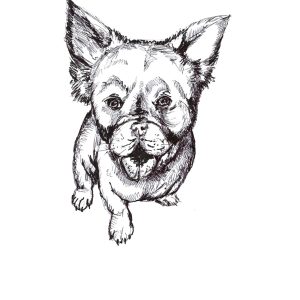 Frank the Fluffy Frenchy