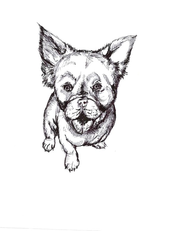 Frank the Fluffy Frenchy