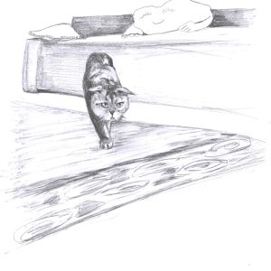 Scottish Fold, follows