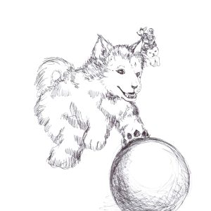 baby Huskie's hustle