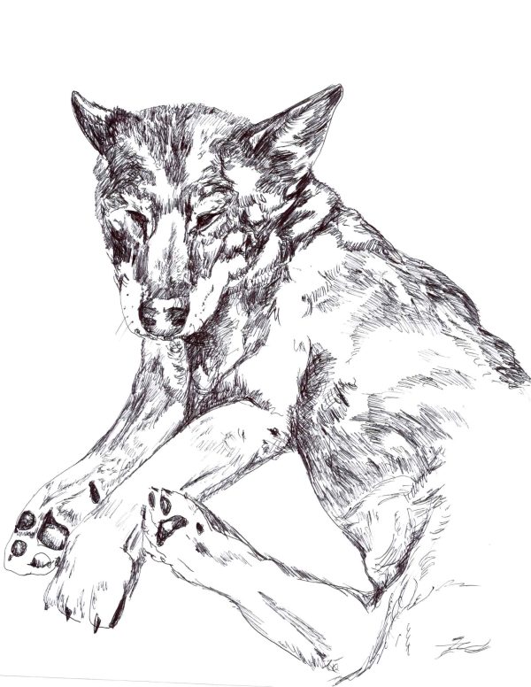 Sled dog sleeping