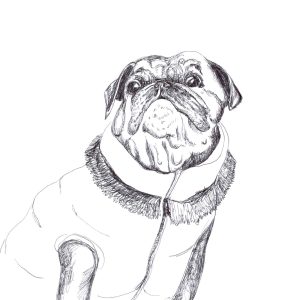 pug in a puffer