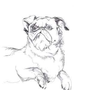 doug the Fluffy Pug