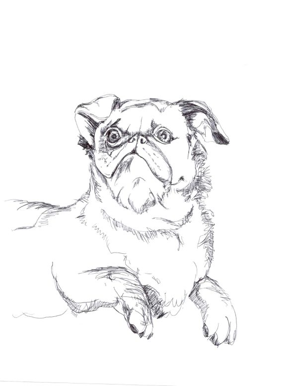 doug the Fluffy Pug
