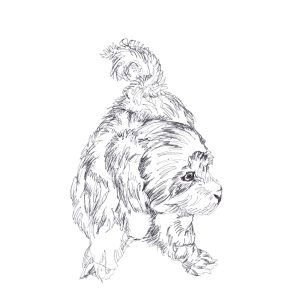 Terrier looks over there
