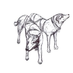 slead dogs starting