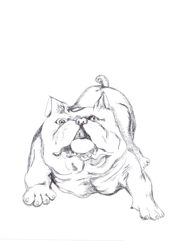 Button the bulldog