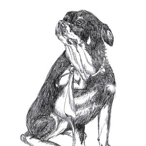 Dogs of Manayunk illustration 36