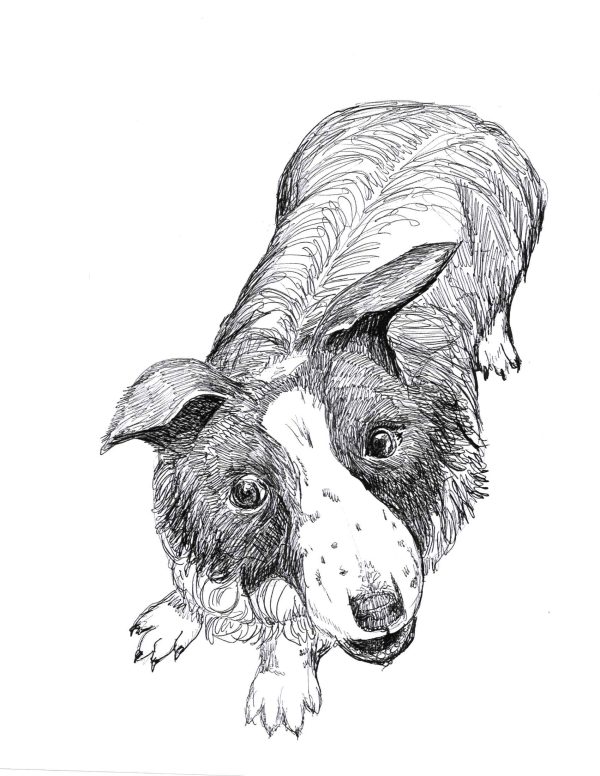 Dogs of Manayunk illustration 37