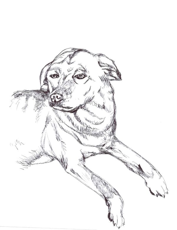 Side-Eye Sled Dog