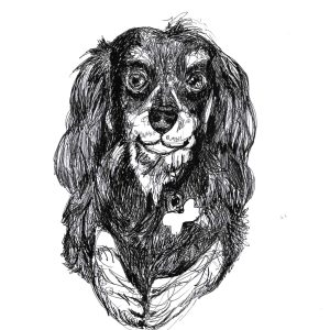 Dogs of Manayunk illustration 38