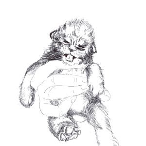 Lion baby
