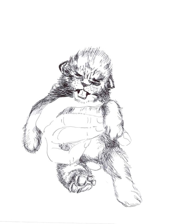 Lion baby
