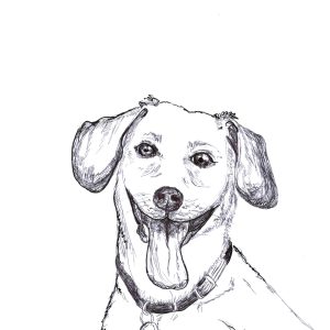 Dogs of Manayunk illustration 44