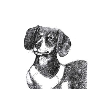 Dogs of Manayunk illustration 48