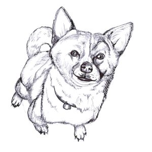 Dogs of Manayunk illustration 7