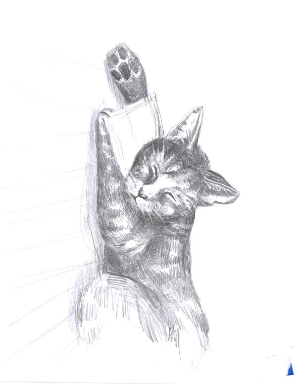 Cat illustration 9