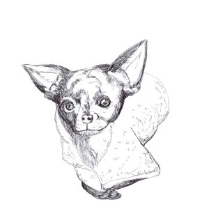Charlie Chihuahua