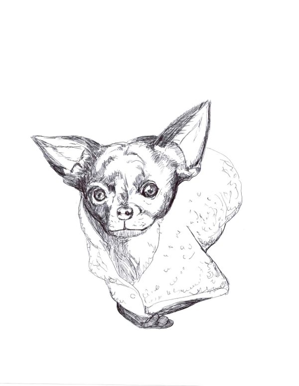 Charlie Chihuahua