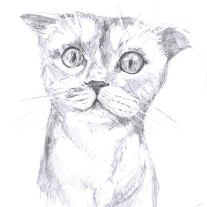 Cornish Rex is vexed