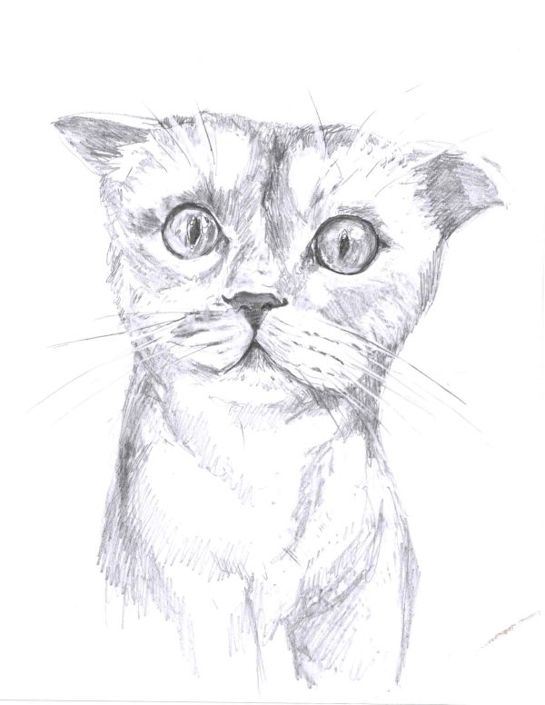Cornish Rex is vexed