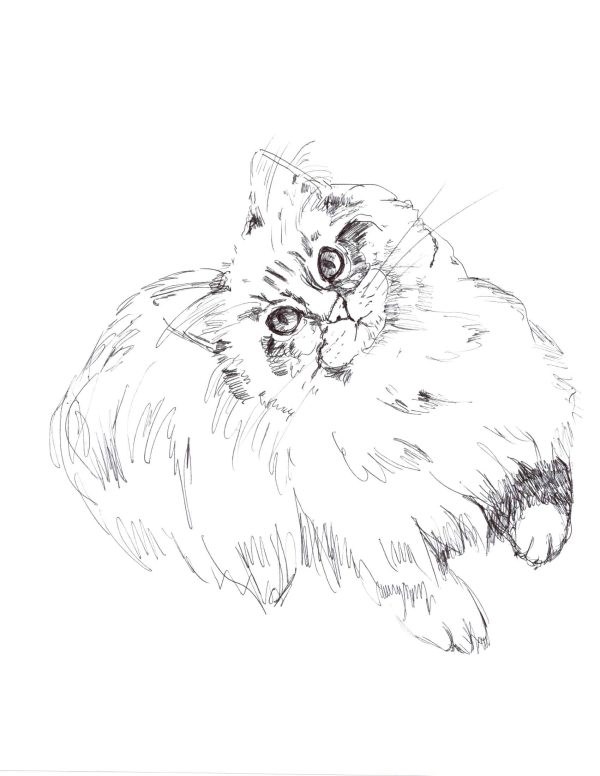 Persian pretends