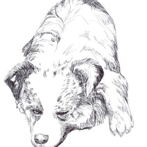 American Eskimo puppy