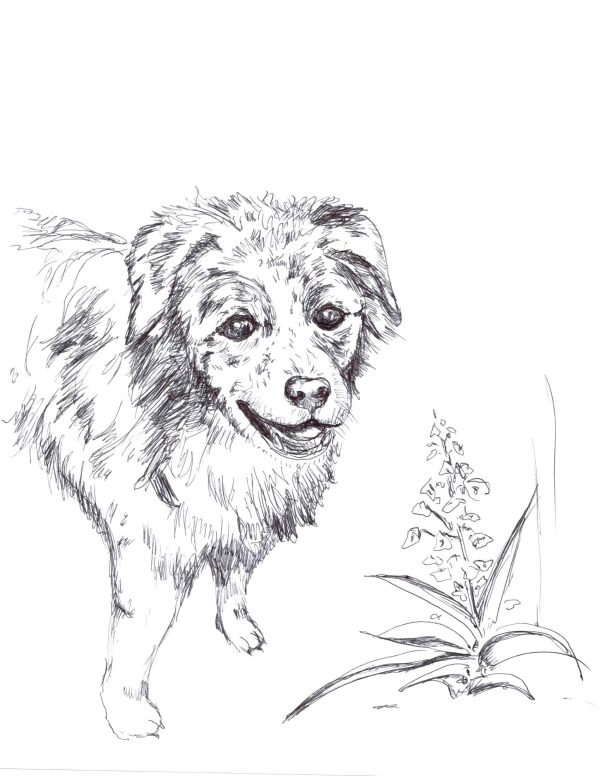 Sheela the Shepherd