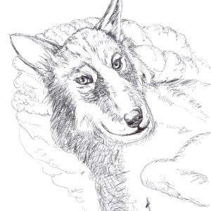 lead dog Slayz