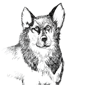 Dogs of Manayunk illustration 56