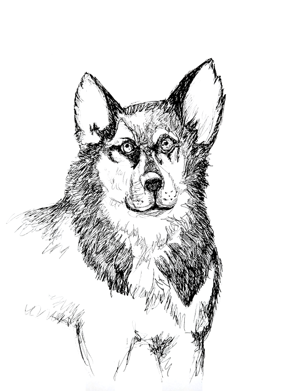 Dogs of Manayunk illustration 56
